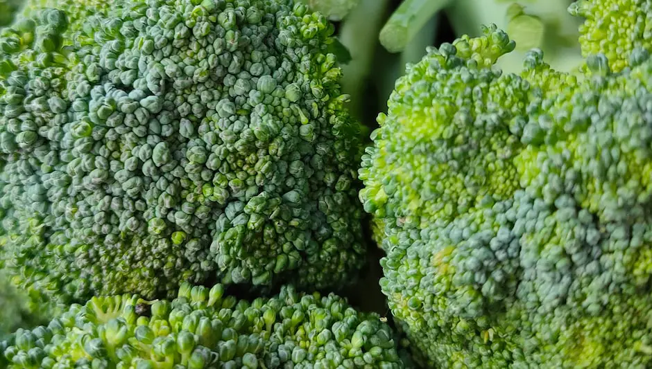 how grow broccoli in a garden