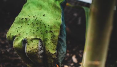 do you eat eggplant seeds