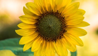 what do dwarf sunflower seeds look like