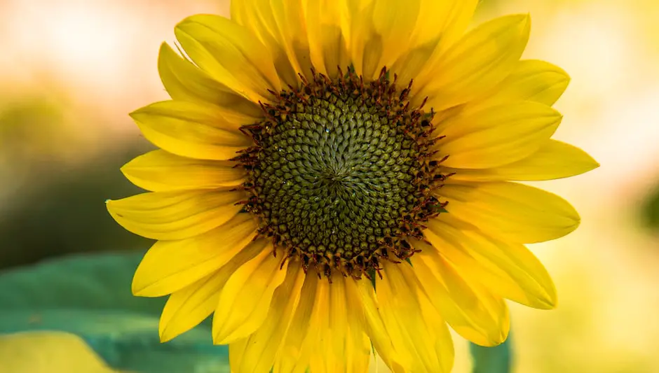 what do dwarf sunflower seeds look like