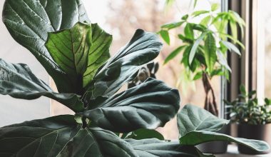 why is my fiddle leaf fig drooping