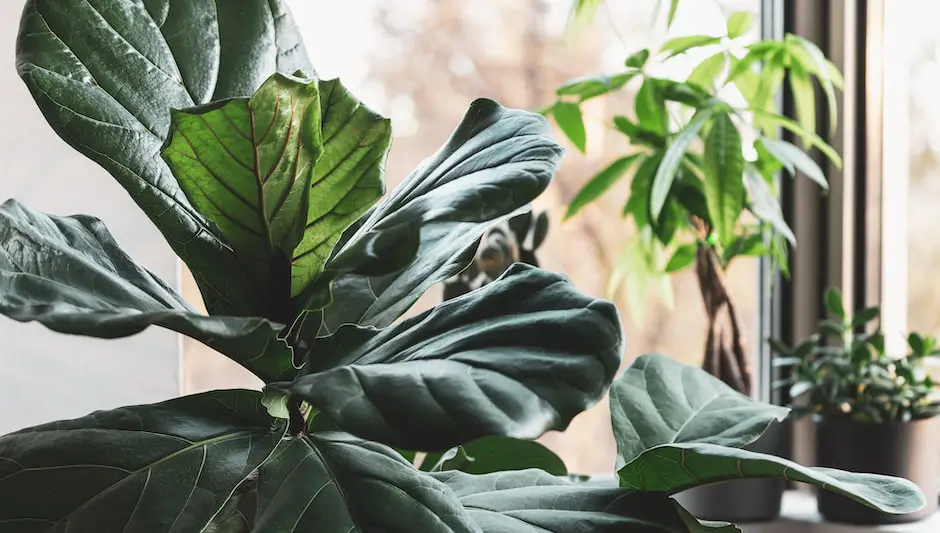 why is my fiddle leaf fig drooping