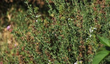 is lemon thyme a perennial