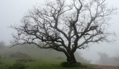 will roundup kill trees