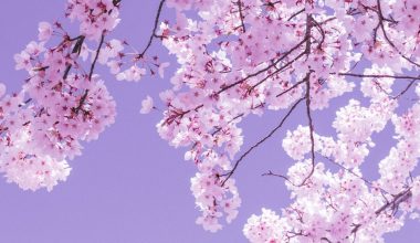 can cherry blossom trees grow in kansas