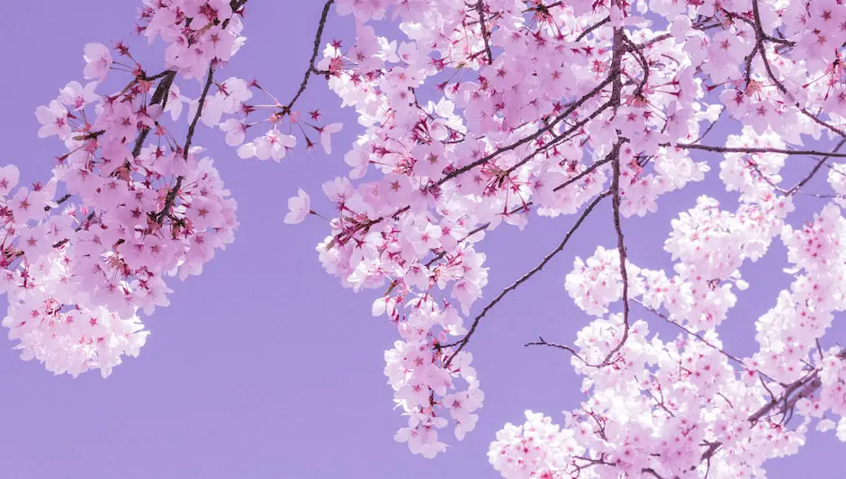 can cherry blossom trees grow in kansas