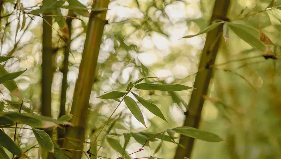 how often should i water my indoor bamboo plant