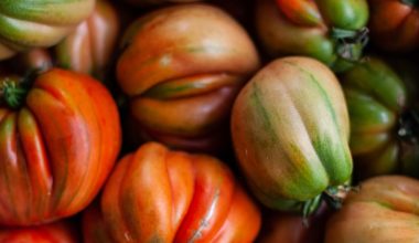 how long to harvest tomatoes