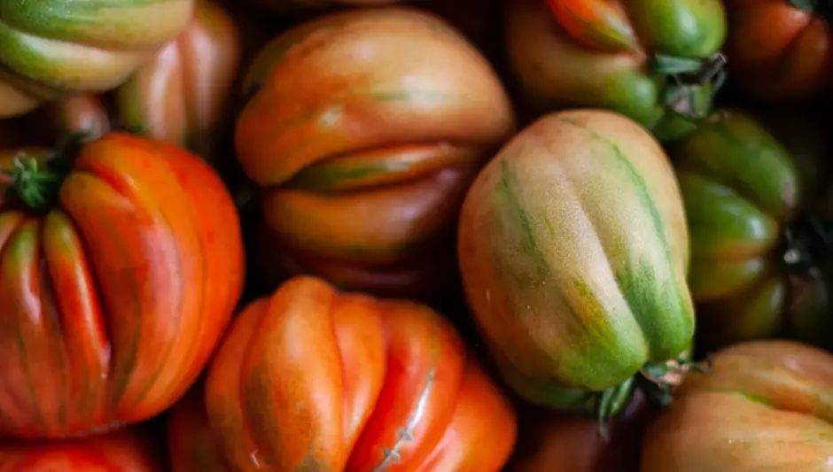 how long to harvest tomatoes