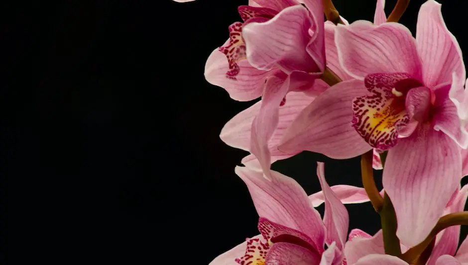 should you mist orchids