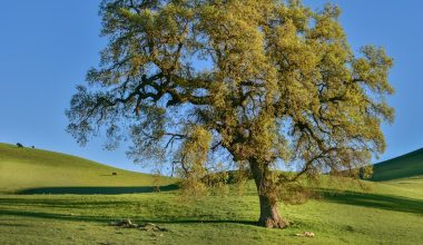 when do oak trees produce acorns