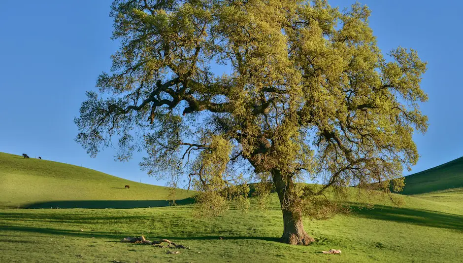 when do oak trees produce acorns