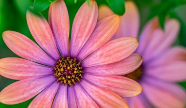 is gaillardia a perennial or annual