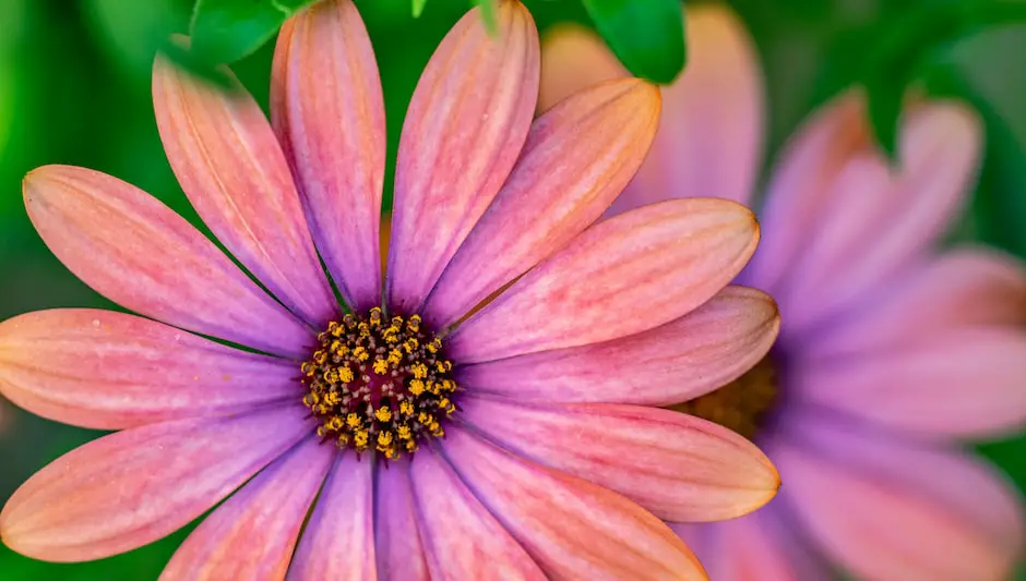 is gaillardia a perennial or annual