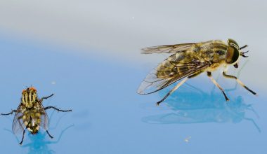 do compost bins attract flies