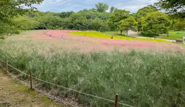 when does pink muhly grass bloom