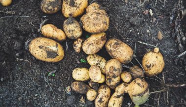 how to plant seed potatoes in tires