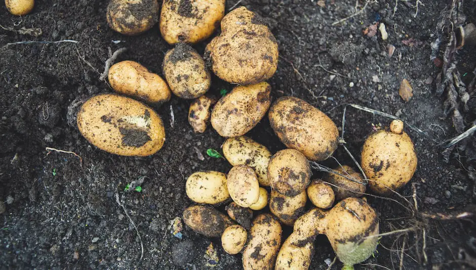 how to plant seed potatoes in tires