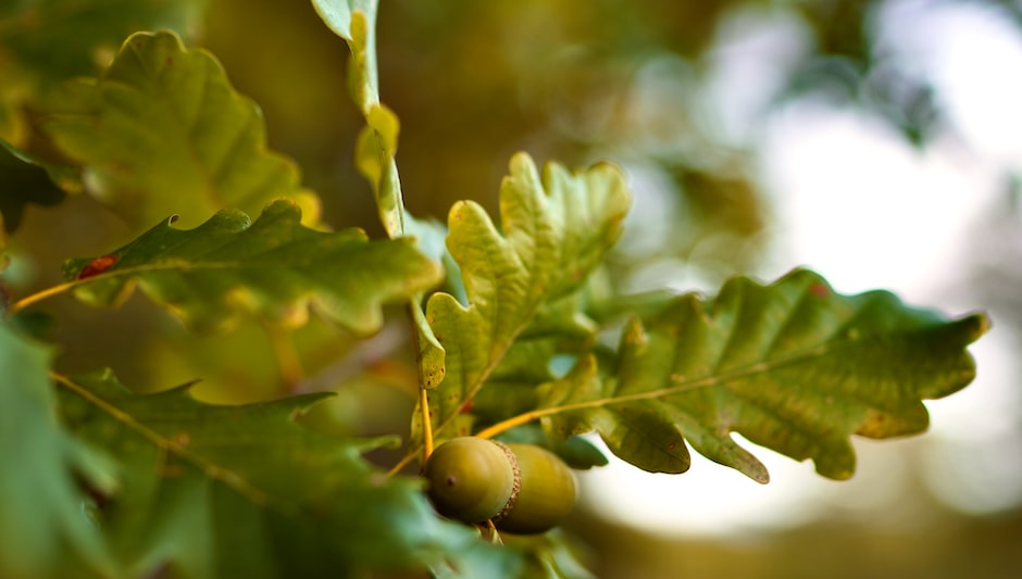 are sunflower seeds tree nuts