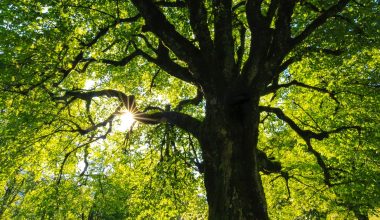 when to prune japanese lilac tree