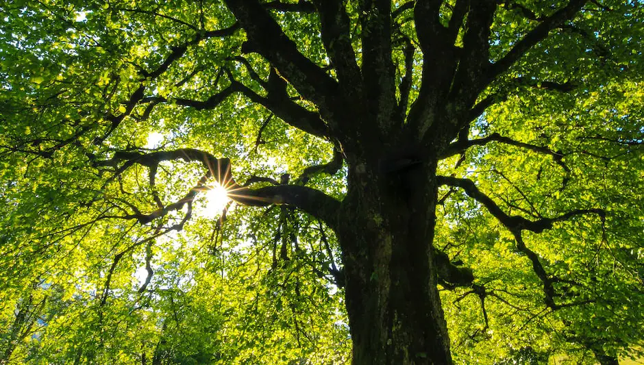 when to prune japanese lilac tree