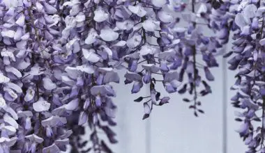 how to prune a lilac bush
