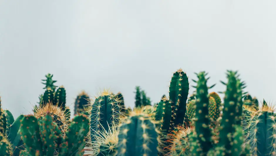 how to start cactus cuttings