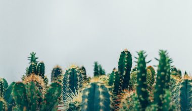 how cold can cactus tolerate