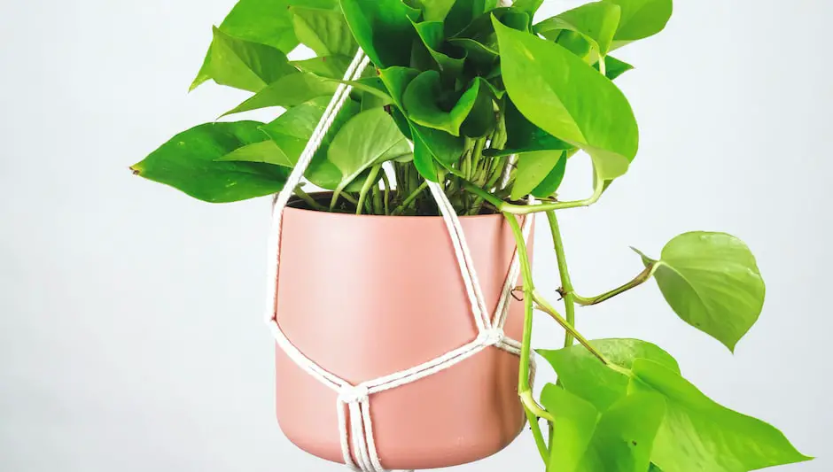 how to water indoor hanging plants without dripping