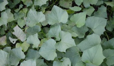 are sweet potato vines perennials