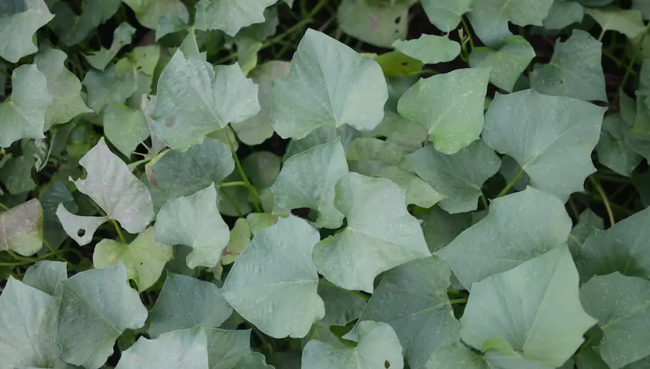 are sweet potato vines perennials