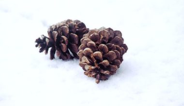 how to grow a pine tree from a pine cone