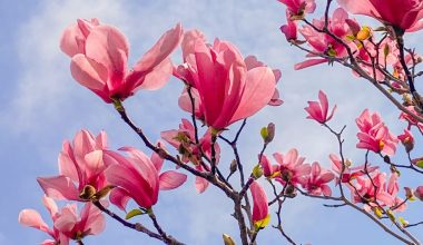 how big do magnolia shrubs grow