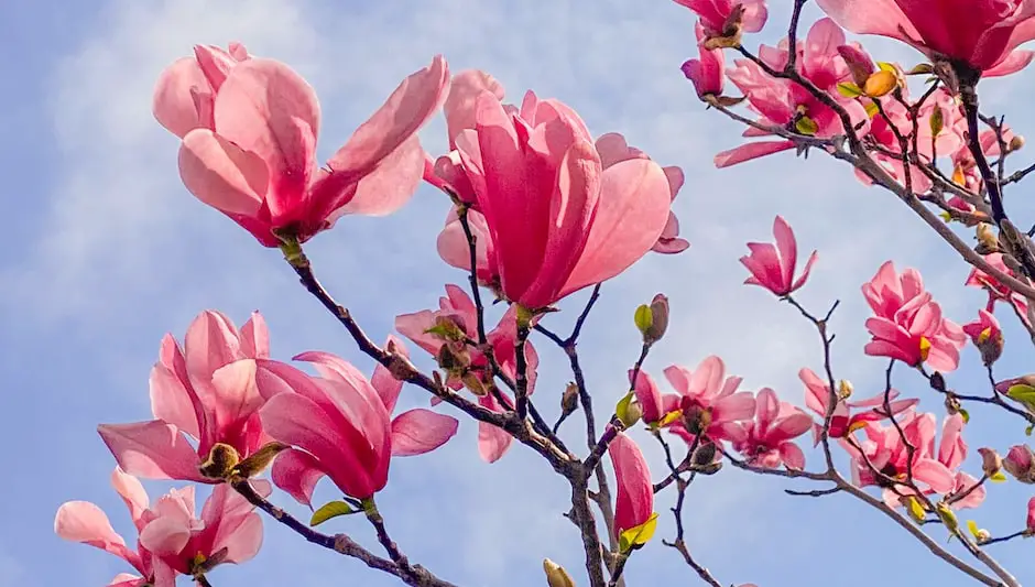 how big do magnolia shrubs grow