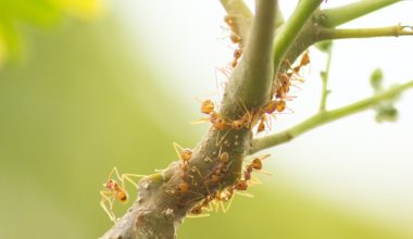 what plants do aphids eat