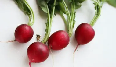 how to harvest radishes