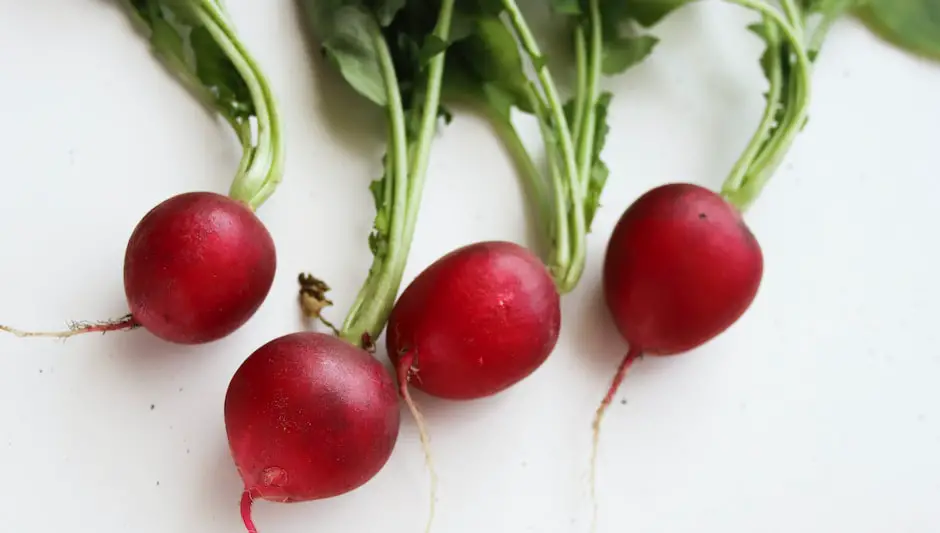 how to harvest radishes