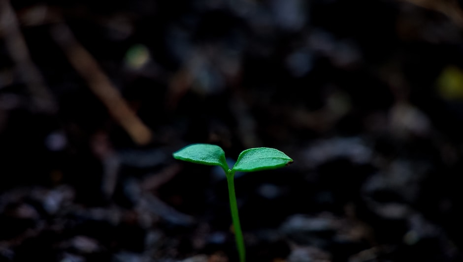 can you grow truffles hydroponically