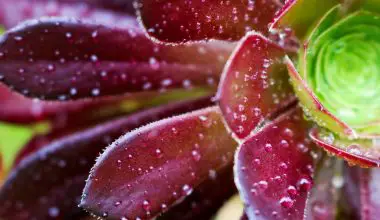 how to water a succulent garden