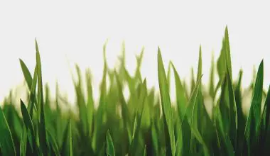 how to make a grass wall backdrop