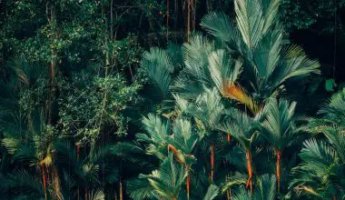 is tropical foliage poisonous to cats