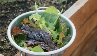 when to harvest leaf lettuce