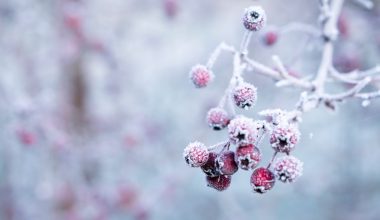 how to make a winter vegetable garden