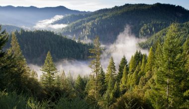 what plants grow in the coniferous forest