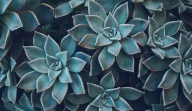 how to fix stretched out succulents