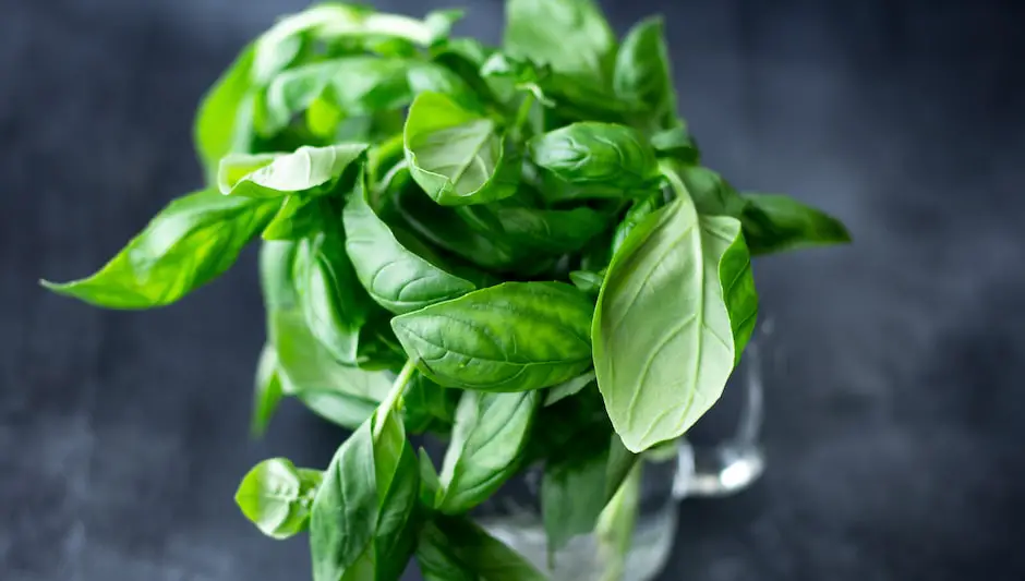 can i grow basil indoors in winter