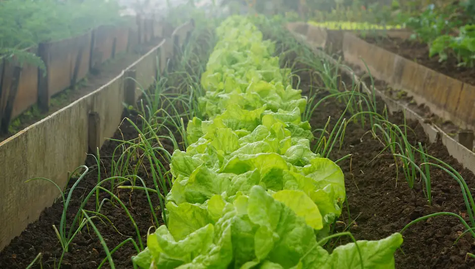 can i grow lettuce indoors