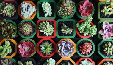 how to grow baby succulents from leaves