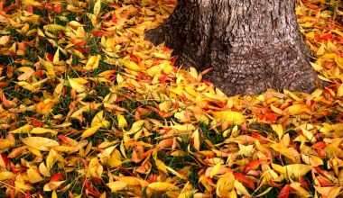 what kind of plant do bay leaves come from