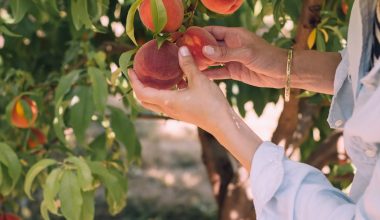 how often to use plant food